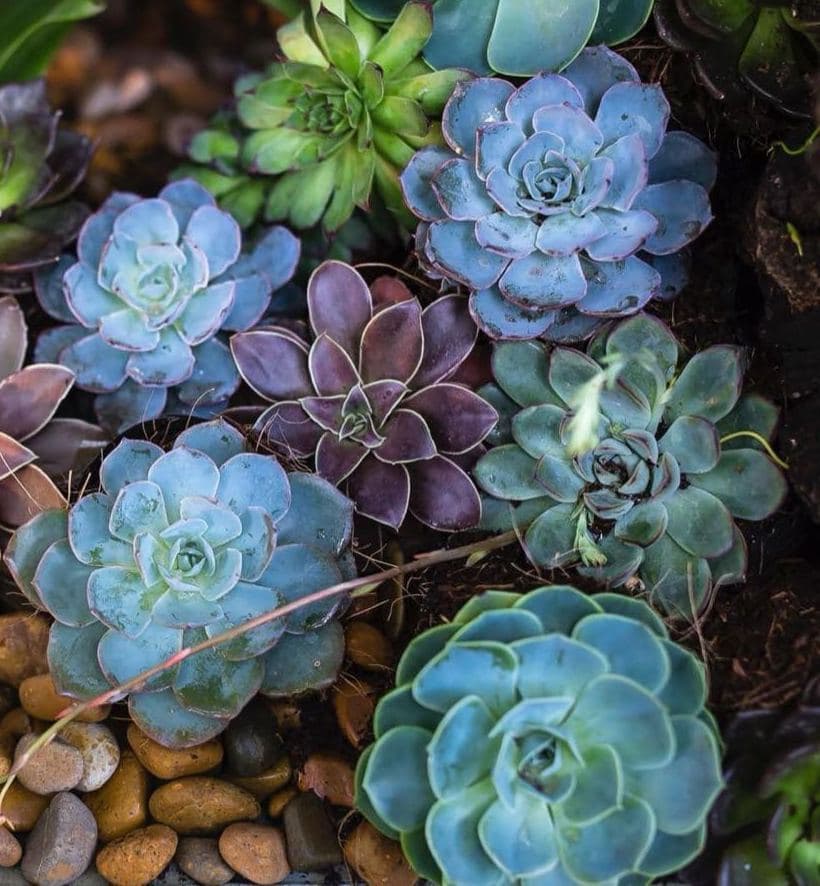 Blue-green succulents